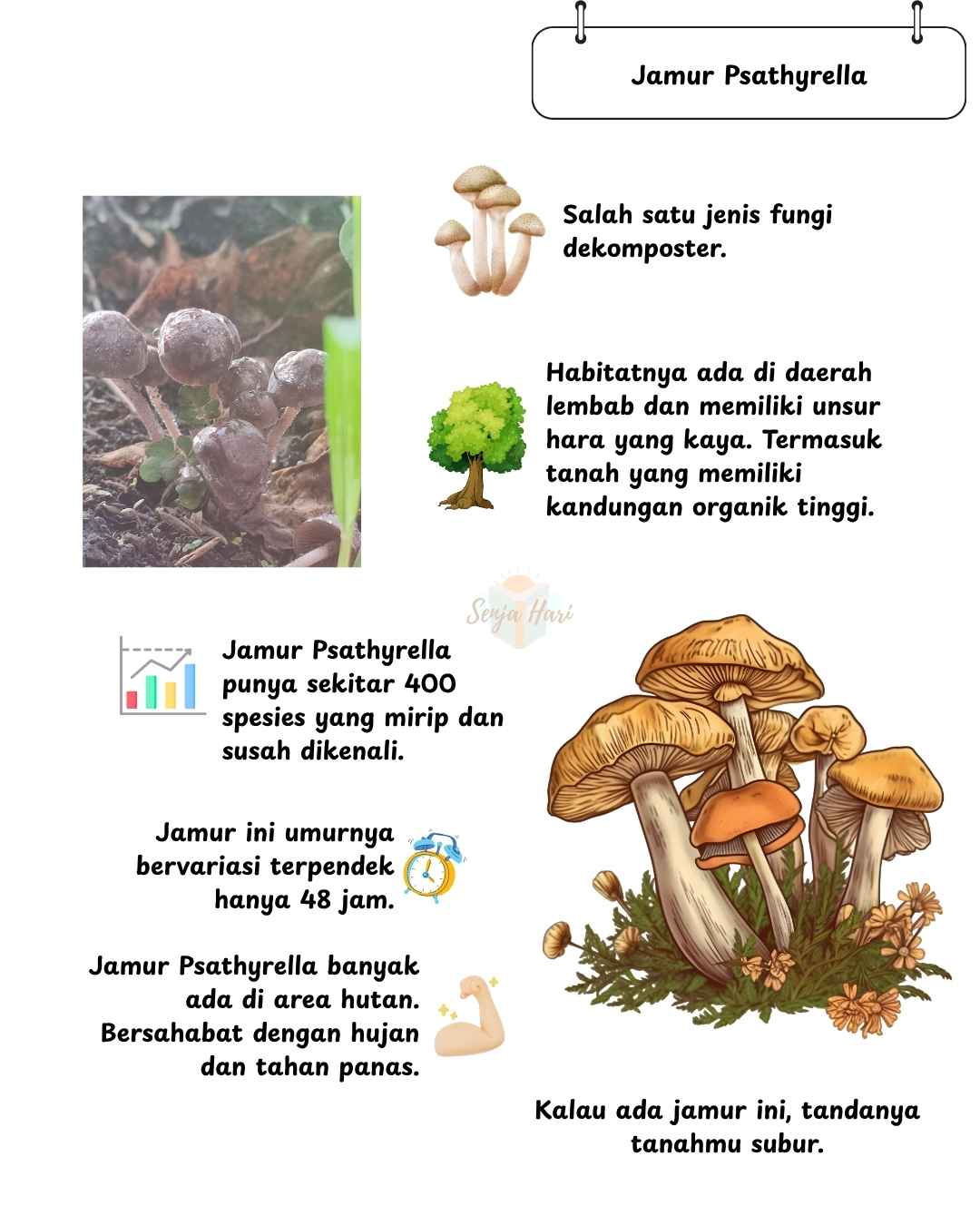 Jamur Psathyrella infografis