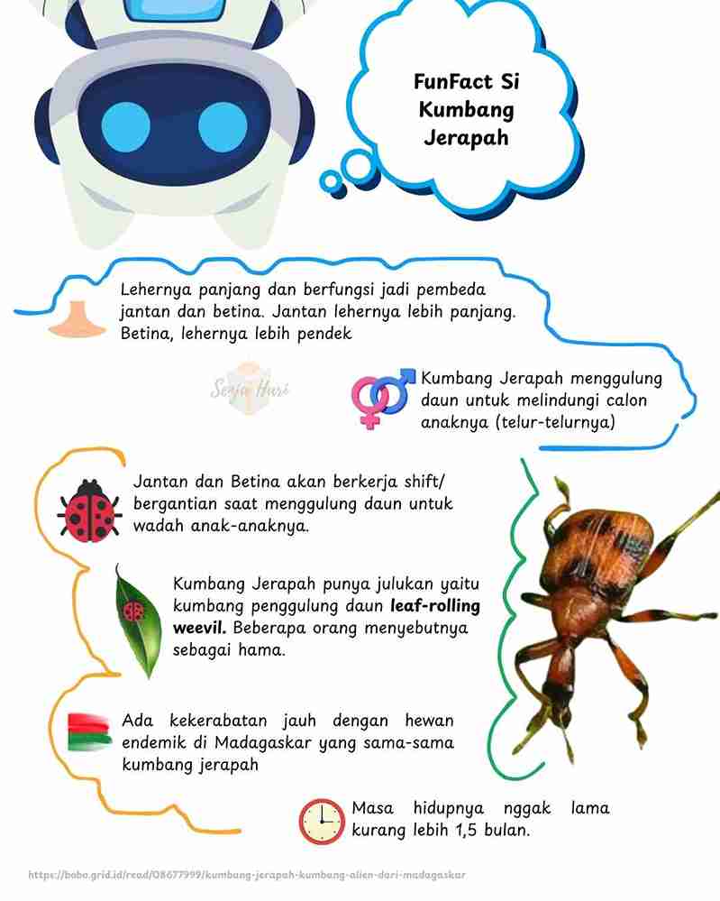 Kumbang Jerapah Infografis