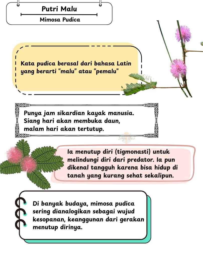 Putri Malu funfact